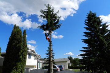 Arboriculture Services